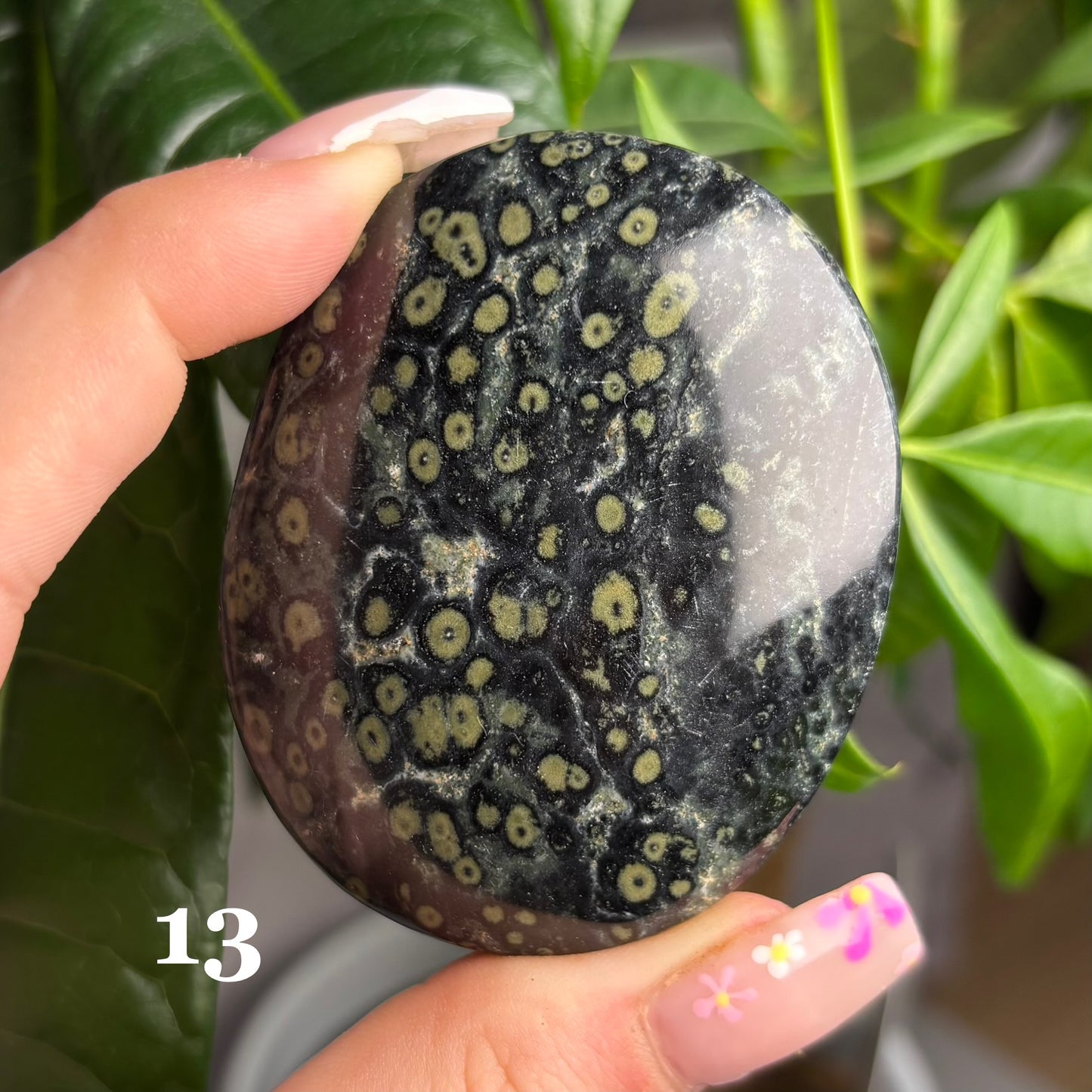 KAMBABA JASPER PALMSTONES
