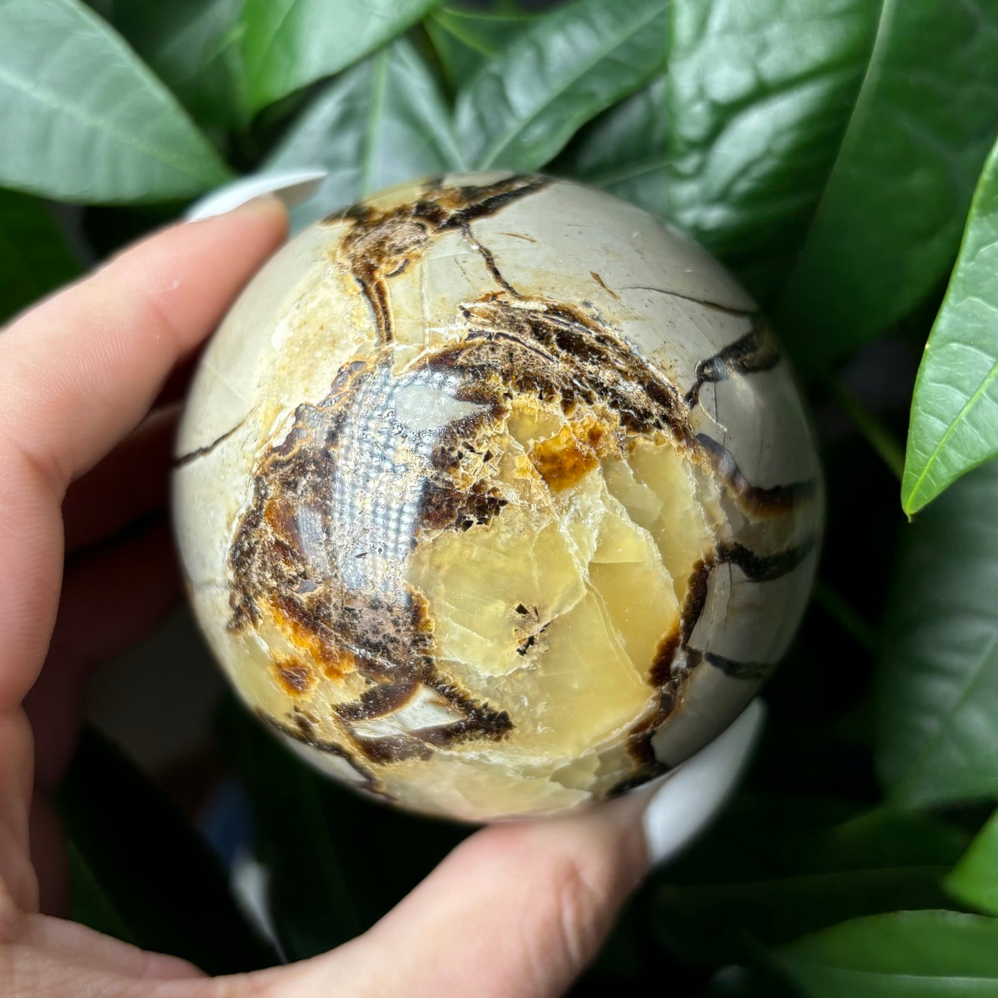 SEPTARIAN SPHERES