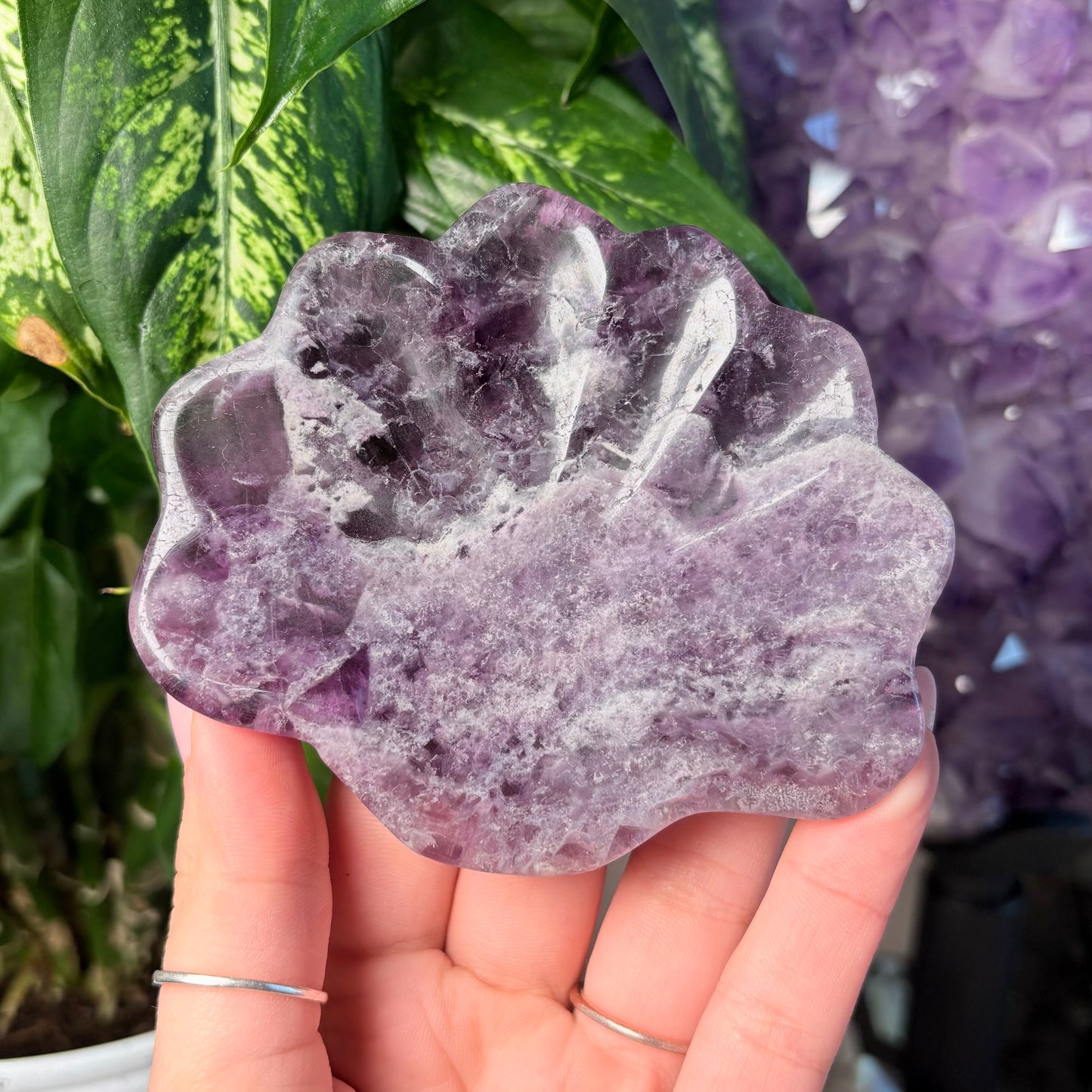 FLUORITE SEASHELL BOWLS